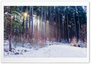 Thin Trees, Winter Ultra HD Wallpaper for 4K UHD Widescreen desktop, tablet & smartphone
