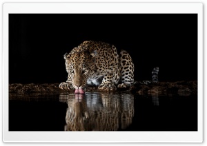 Thirsty, Leopard, Drinking, Water, Wildlife, Black Background 4K UHD Wallpaper for Widescreen and UltraWide Desktop, UltraHD TV, Smartphone, Tablet
