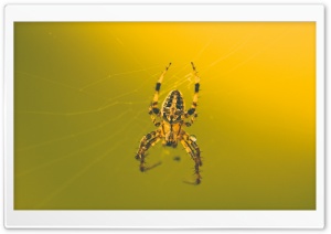 This Awesome Spider Ultra HD Wallpaper for 4K UHD Widescreen desktop, tablet & smartphone