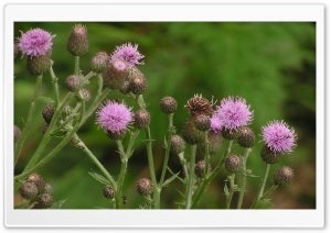 Thistle Blossom Wild Flowers 4K UHD Wallpaper for Widescreen and UltraWide Desktop, UltraHD TV, Smartphone, Tablet