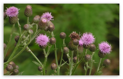 Thistle Blossom Wild Flowers UltraHD Wallpaper for Widescreen 16:10 5:3 ; Fullscreen 4:3 5:4 ; Mobile 3:5 3:4 ;