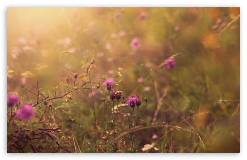 Thistle Field UltraHD Wallpaper for UHD 16:9 ; HD 16:9 ; UltraWide 32:9 32:10 ; Widescreen 16:10 5:3 ; Fullscreen 4:3 5:4 3:2 ; Tablet 1:1 ; Mobile 3:5 3:4 ; Dual 16:10 5:3 16:9 4:3 5:4 ;