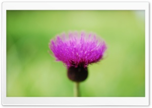 Thistle Flower Ultra HD Wallpaper for 4K UHD Widescreen desktop, tablet & smartphone