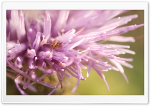 Thistle Flower Bug Ultra HD Wallpaper for 4K UHD Widescreen desktop, tablet & smartphone
