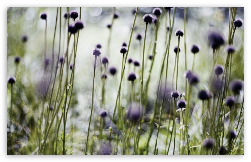 Thistle Stems UltraHD Wallpaper for Wide 16:10 5:3 Widescreen WHXGA WQXGA WUXGA WXGA WGA ; 8K UHD TV 16:9 Ultra High Definition 2160p 1440p 1080p 900p 720p ; UHD 16:9 2160p 1440p 1080p 900p 720p ; Standard 4:3 5:4 3:2 Fullscreen UXGA XGA SVGA QSXGA SXGA DVGA HVGA HQVGA ( Apple PowerBook G4 iPhone 4 3G 3GS iPod Touch ) ; Tablet 1:1 ; iPad 1/2/Mini ; Mobile 4:3 5:3 3:2 16:9 5:4 - UXGA XGA SVGA WGA DVGA HVGA HQVGA ( Apple PowerBook G4 iPhone 4 3G 3GS iPod Touch ) 2160p 1440p 1080p 900p 720p QSXGA SXGA ;