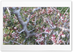 thorny plant2 4K UHD Wallpaper for Widescreen and UltraWide Desktop, UltraHD TV, Smartphone, Tablet