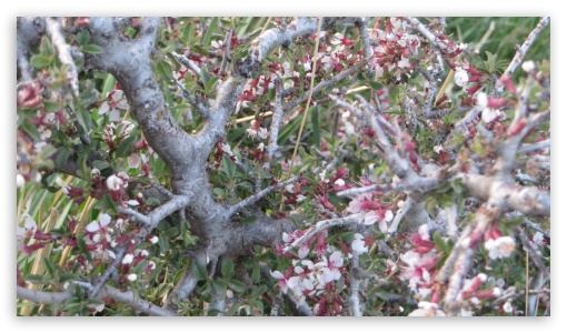 thorny plant2 UltraHD Wallpaper for UHD 16:9 ; HD 16:9 ;