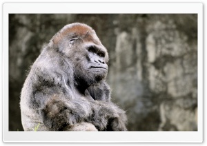 Thoughtful Gorilla Ultra HD Wallpaper for 4K UHD Widescreen desktop, tablet & smartphone