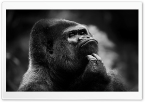Thoughtful Gorilla BW Ultra HD Wallpaper for 4K UHD Widescreen desktop, tablet & smartphone