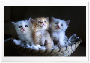 Three Adorable Kittens in a Small Basket Ultra HD Wallpaper for 4K UHD Widescreen desktop, tablet & smartphone