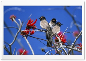 Three Birds Etosha National Park Namibia Ultra HD Wallpaper for 4K UHD Widescreen desktop, tablet & smartphone