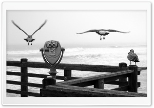 Three Birds On A Pier Ultra HD Wallpaper for 4K UHD Widescreen desktop, tablet & smartphone