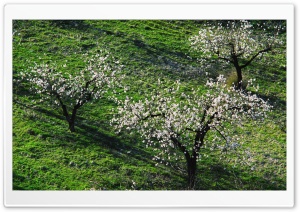 Three Blossom Trees Ultra HD Wallpaper for 4K UHD Widescreen desktop, tablet & smartphone