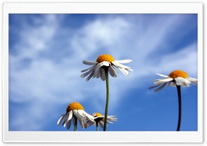 Three Daisies Ultra HD Wallpaper for 4K UHD Widescreen desktop, tablet & smartphone