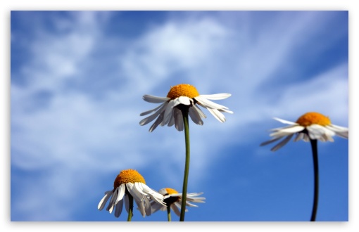 Three Daisies UltraHD Wallpaper for HD 16:9 ; Widescreen 16:10 5:3 ; Fullscreen 4:3 5:4 3:2 ; Tablet 1:1 ; Mobile 3:4 ;