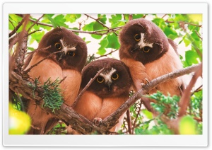 Three juveniles Northern Saw-whet Owls Birds Ultra HD Wallpaper for 4K UHD Widescreen desktop, tablet & smartphone