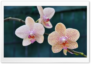 Three Orchids Ultra HD Wallpaper for 4K UHD Widescreen desktop, tablet & smartphone
