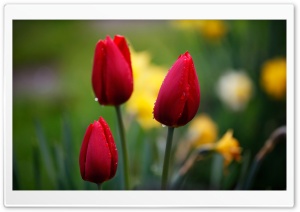Three Red Tulips Ultra HD Wallpaper for 4K UHD Widescreen desktop, tablet & smartphone