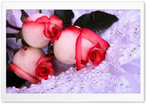 Three Roses Ultra HD Wallpaper for 4K UHD Widescreen desktop, tablet & smartphone