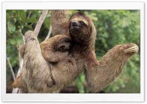 Three Toed Sloth With Baby Corcovado National Park Costa Rica Ultra HD Wallpaper for 4K UHD Widescreen desktop, tablet & smartphone