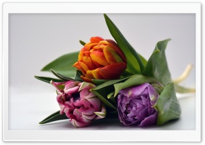 Three Tulips Ultra HD Wallpaper for 4K UHD Widescreen desktop, tablet & smartphone