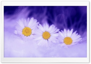 Three White Daisy Ultra HD Wallpaper for 4K UHD Widescreen desktop, tablet & smartphone