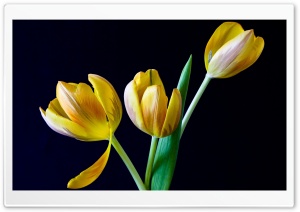 Three Yellow Tulips Ultra HD Wallpaper for 4K UHD Widescreen desktop, tablet & smartphone