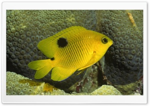 Threespot Damselfish Juvenile Form Stegastes Planifrons Bonaire Netherlands Antilles Ultra HD Wallpaper for 4K UHD Widescreen Desktop, Lockscreen, Screensaver, TV, Tablet, Smartphone