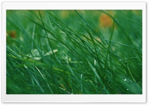 Through Green Grass Ultra HD Wallpaper for 4K UHD Widescreen desktop, tablet & smartphone