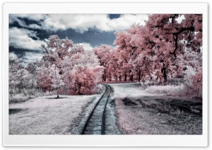 Through the Pink Woods Ultra HD Wallpaper for 4K UHD Widescreen desktop, tablet & smartphone