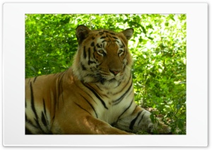 Tiger Ultra HD Wallpaper for 4K UHD Widescreen desktop, tablet & smartphone