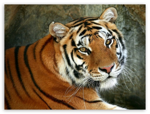 Tiger Ultra HD Desktop Background Wallpaper for