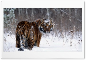 tiger 4K UHD Wallpaper for Widescreen and UltraWide Desktop, UltraHD TV, Smartphone, Tablet