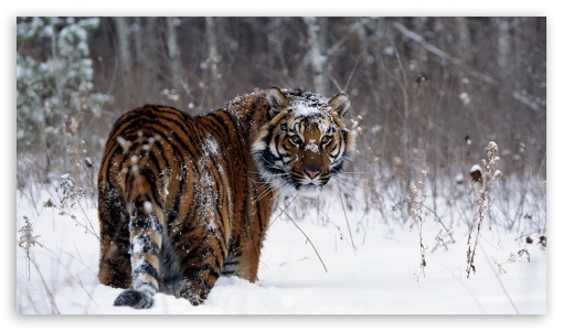 tiger UltraHD Wallpaper for HD 16:9 ;