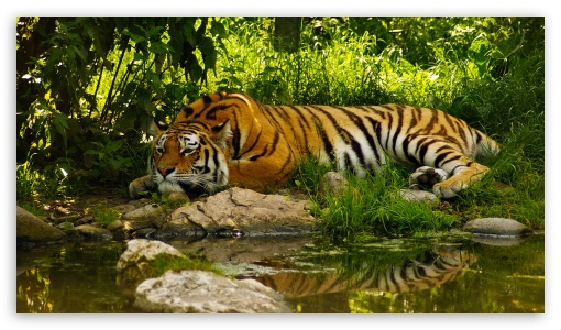 Tiger UltraHD Wallpaper for 8K UHD TV 16:9 Ultra High Definition 2160p 1440p 1080p 900p 720p ; Mobile 16:9 - 2160p 1440p 1080p 900p 720p ;