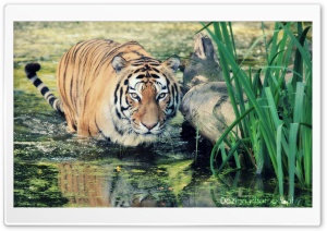 Tiger Ultra HD Wallpaper for 4K UHD Widescreen desktop, tablet & smartphone