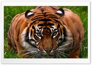Tiger Aggression Ultra HD Wallpaper for 4K UHD Widescreen desktop, tablet & smartphone