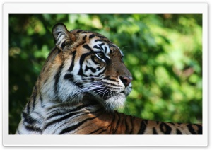 Tiger Animal Ultra HD Wallpaper for 4K UHD Widescreen desktop, tablet & smartphone