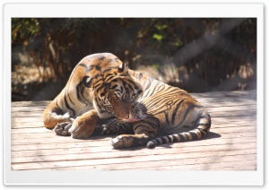 Tiger at the Zoo Ultra HD Wallpaper for 4K UHD Widescreen Desktop, Lockscreen, Screensaver, TV, Tablet, Smartphone