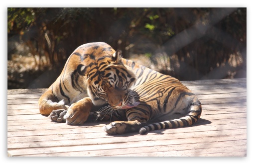 Tiger at the Zoo UltraHD Wallpaper for UHD 16:9 ; HD 16:9 ; UltraWide 21:9 24:10 ; Widescreen 16:10 5:3 ; Fullscreen 4:3 5:4 3:2 ; Tablet 1:1 ;