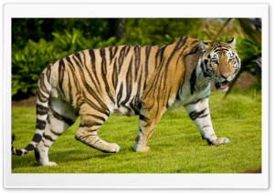 Tiger At Zoo Ultra HD Wallpaper for 4K UHD Widescreen desktop, tablet & smartphone