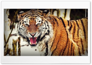 Tiger attack Ultra HD Wallpaper for 4K UHD Widescreen desktop, tablet & smartphone