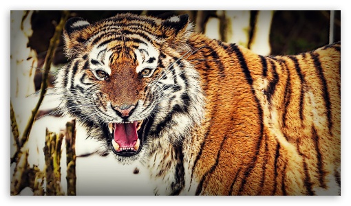 Tiger attack UltraHD Wallpaper for 8K UHD TV 16:9 Ultra High Definition 2160p 1440p 1080p 900p 720p ;