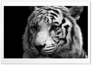 Tiger Black And White Ultra HD Wallpaper for 4K UHD Widescreen desktop, tablet & smartphone