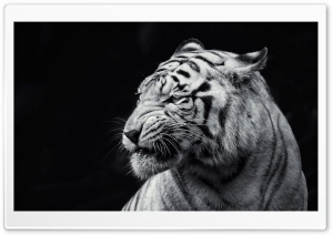 Tiger Black and White Ultra HD Wallpaper for 4K UHD Widescreen desktop, tablet & smartphone