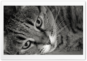 Tiger Cat Black And White Ultra HD Wallpaper for 4K UHD Widescreen desktop, tablet & smartphone