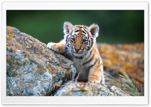 Tiger Cub Ultra HD Wallpaper for 4K UHD Widescreen desktop, tablet & smartphone