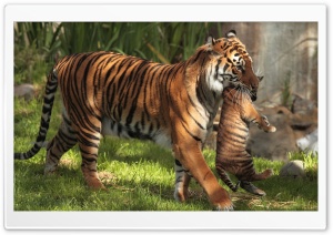 Tiger, Cub Ultra HD Wallpaper for 4K UHD Widescreen desktop, tablet & smartphone