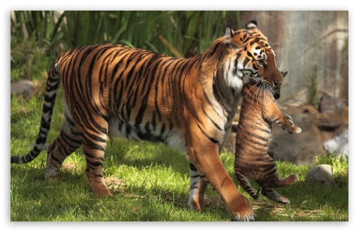 Tiger, Cub UltraHD Wallpaper for Widescreen 16:10 ;