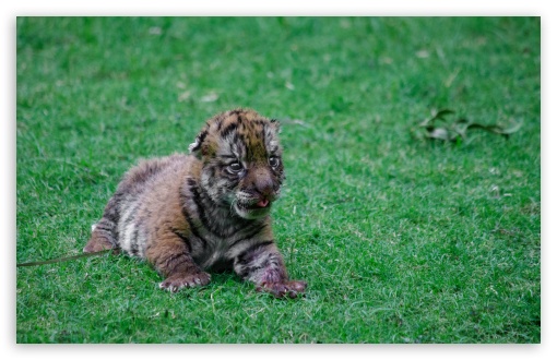 Tiger Cube UltraHD Wallpaper for UHD 16:9 ; HD 16:9 ; Widescreen 16:10 5:3 ; Fullscreen 3:2 ;